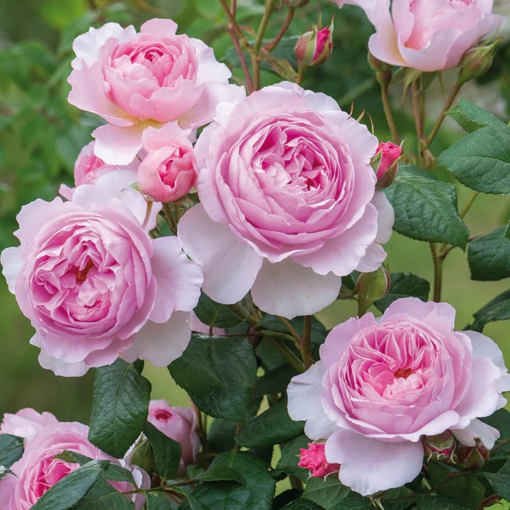 David Austin Rose The Ancient Mariner - 20cm Pot
