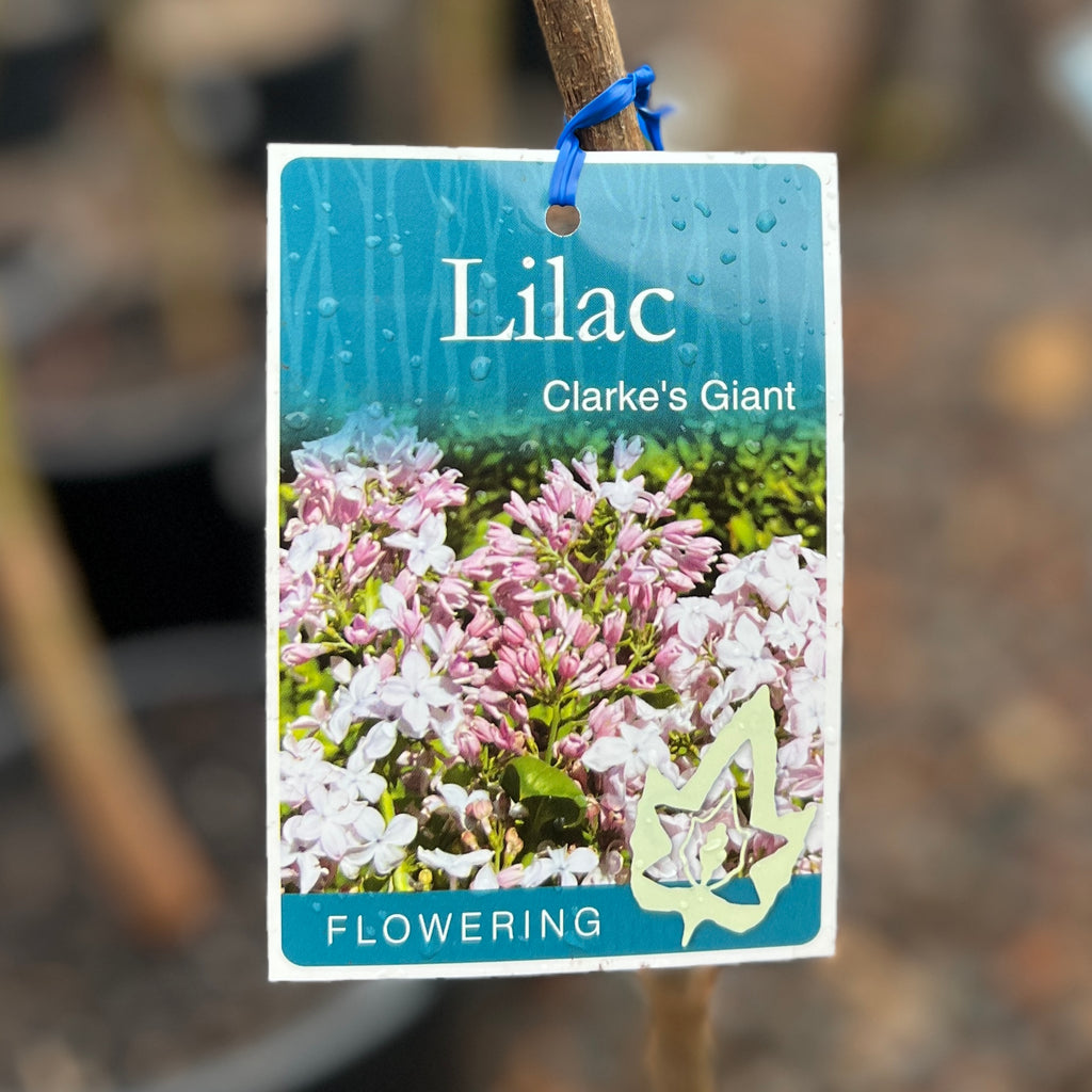 Lilac Clarke's Giant