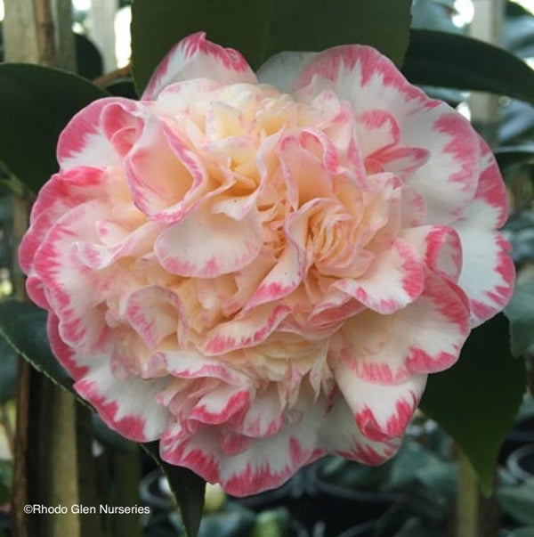 Camellia Margaret Davis - 20cm Pot