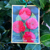 Camellia Japonica Red Red Rose - 20cm Pot