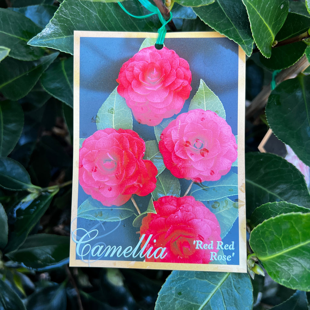 Camellia Japonica Red Red Rose - 20cm Pot