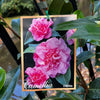 Camellia Japonica Debbie - 20cm Pot