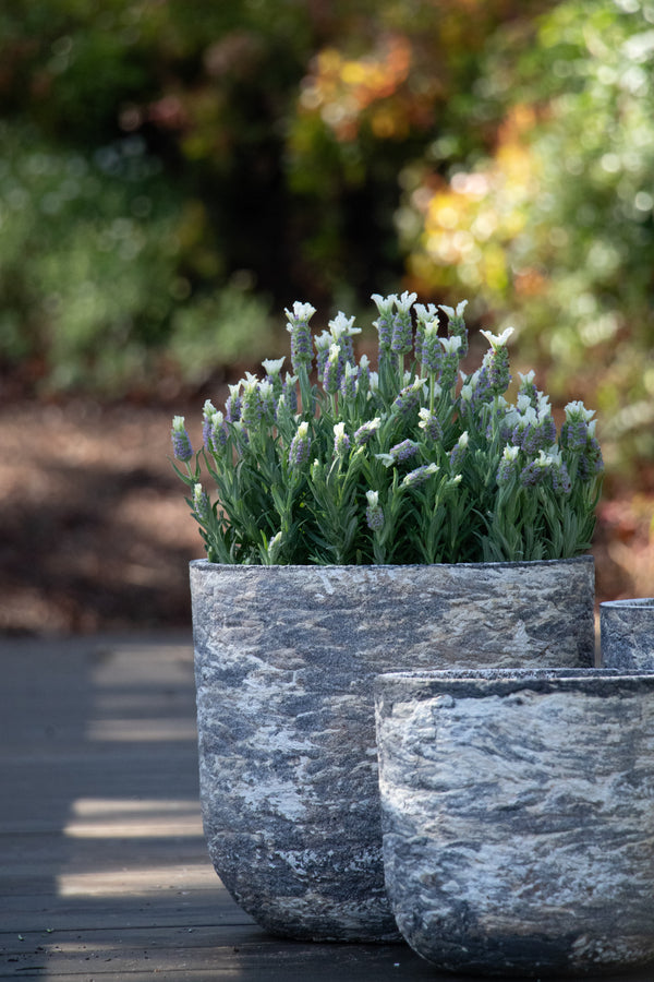 Lavandula Forte White - 20cm Pot