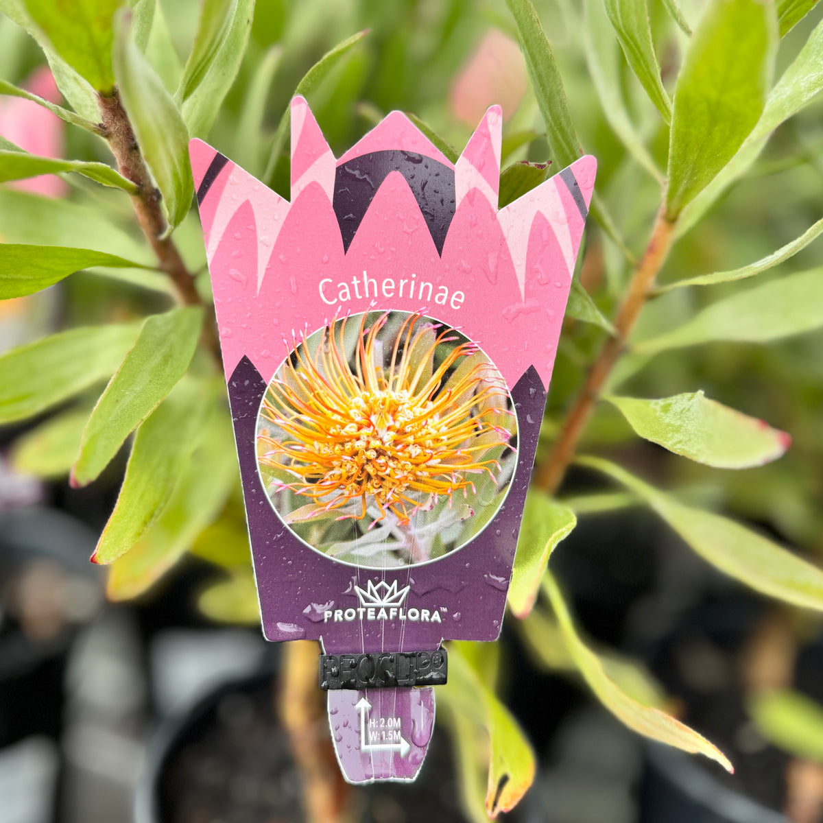 Leucospermum Catherinae - 14cm