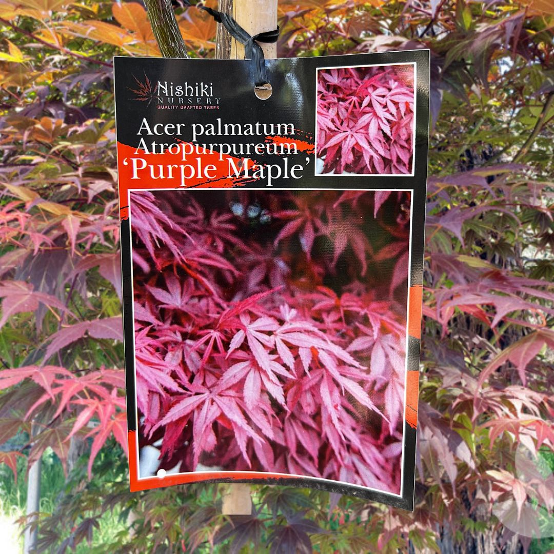 Acer Atropurpureum Purple Maple - 30/33cm Pot