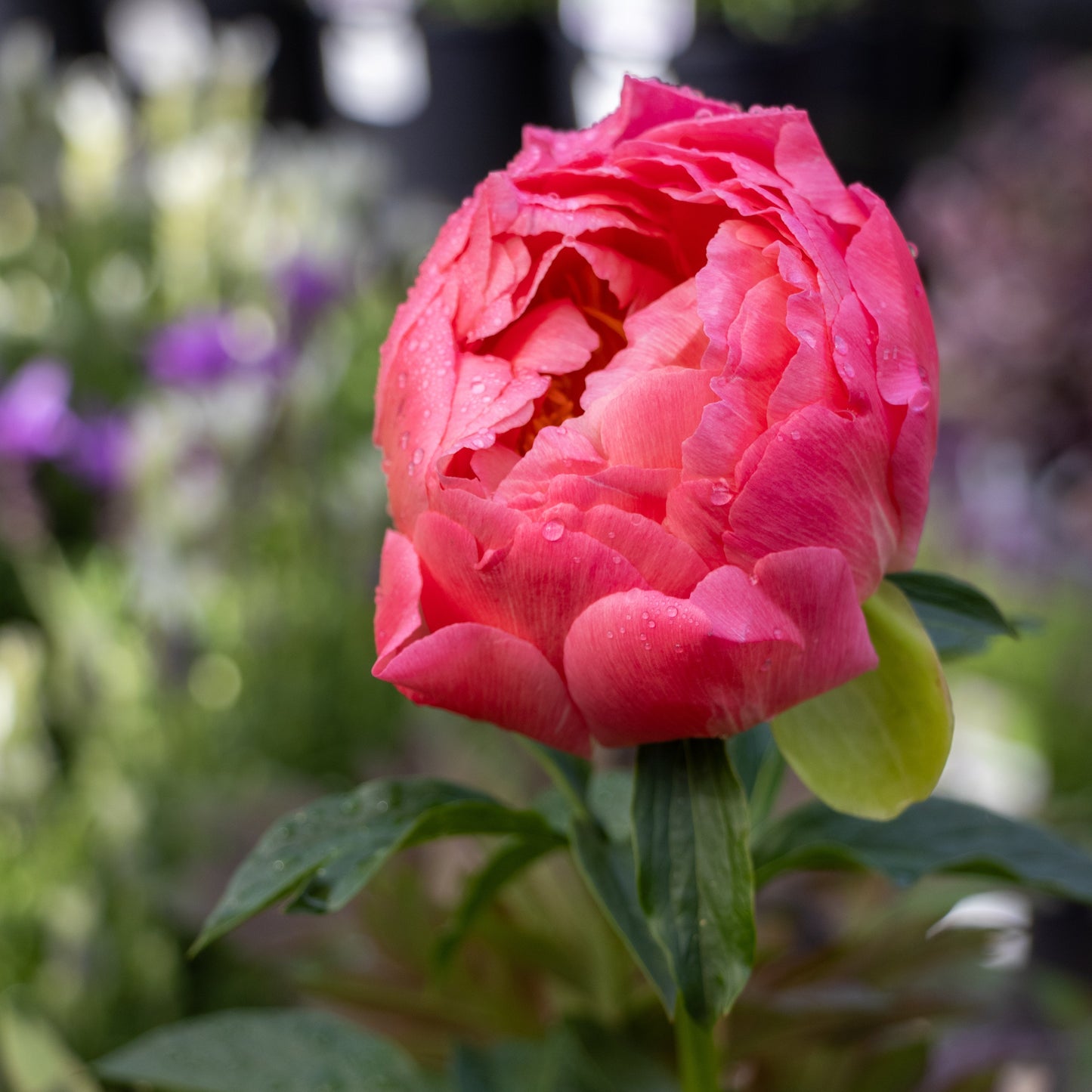 Paeonia Coral Charm Peony - 25cm Pot