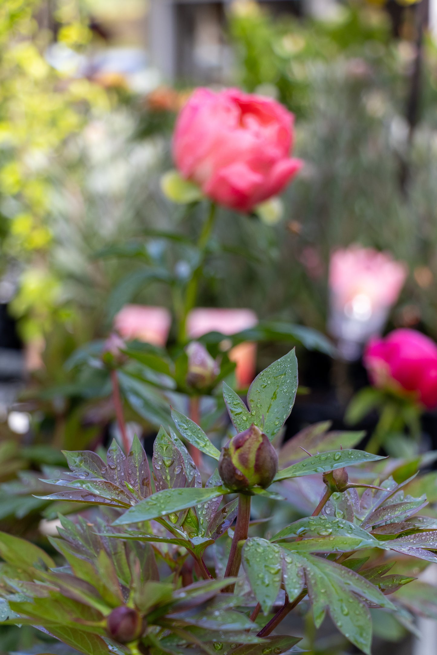 Paeonia Coral Charm Peony - 25cm Pot