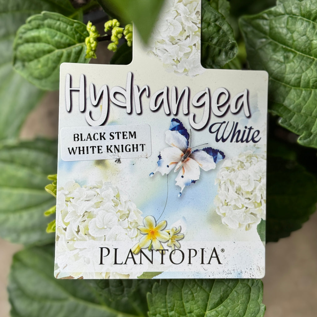 Hydrangea Black Stem White Knight - 20cm Pot