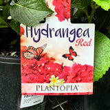 Hydrangea Red Ball - 20cm Pot