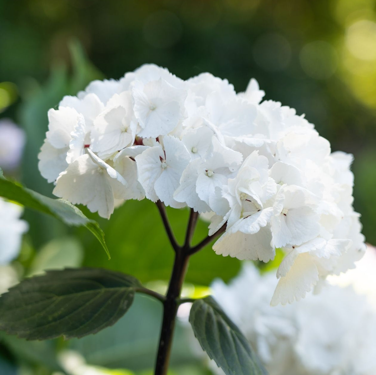 Hydrangea OBSIDIAN™ Black Stem White Knight - 20cm Pot