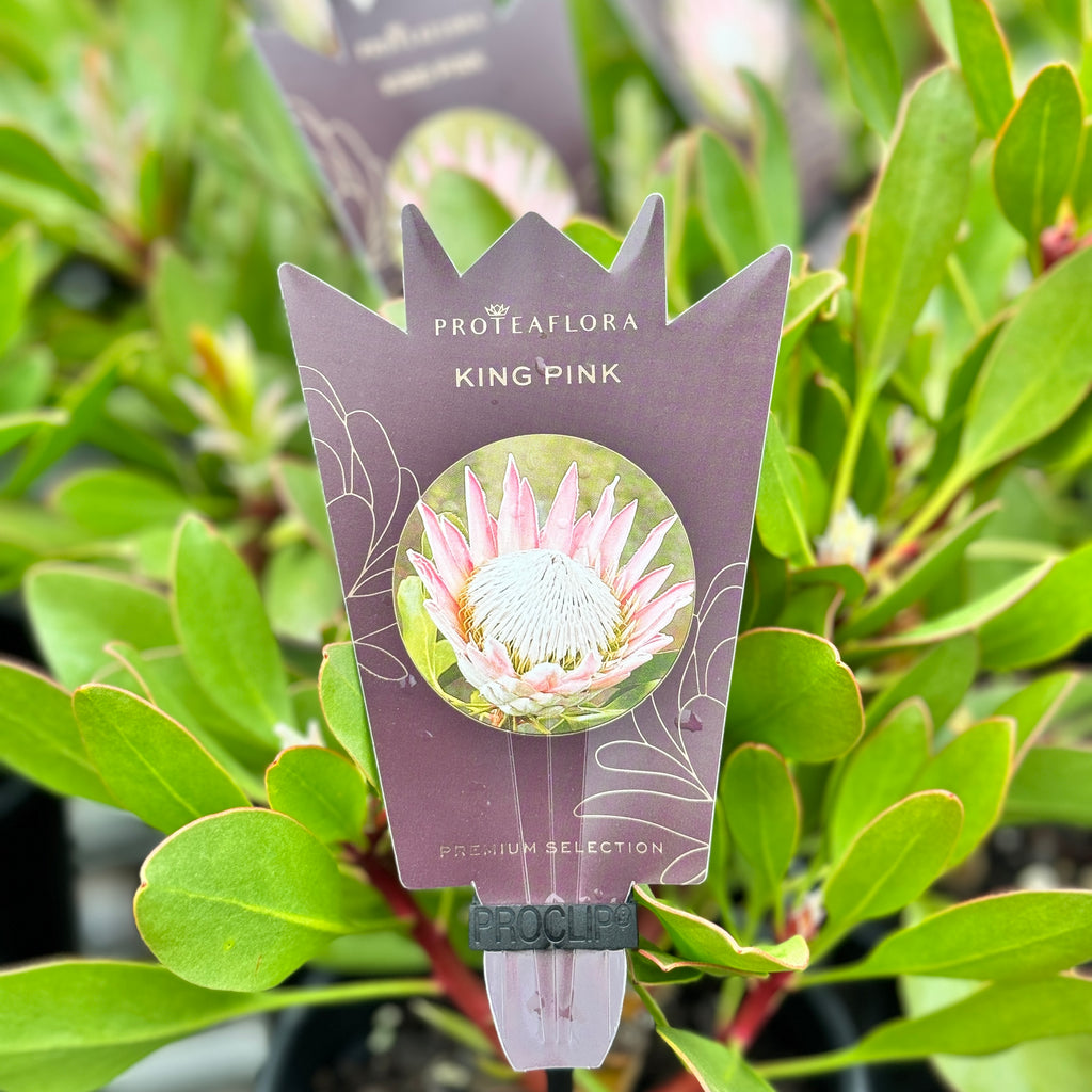 Protea King Pink - 14cm Pot