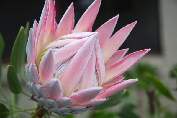 Protea King Pink - 14cm Pot