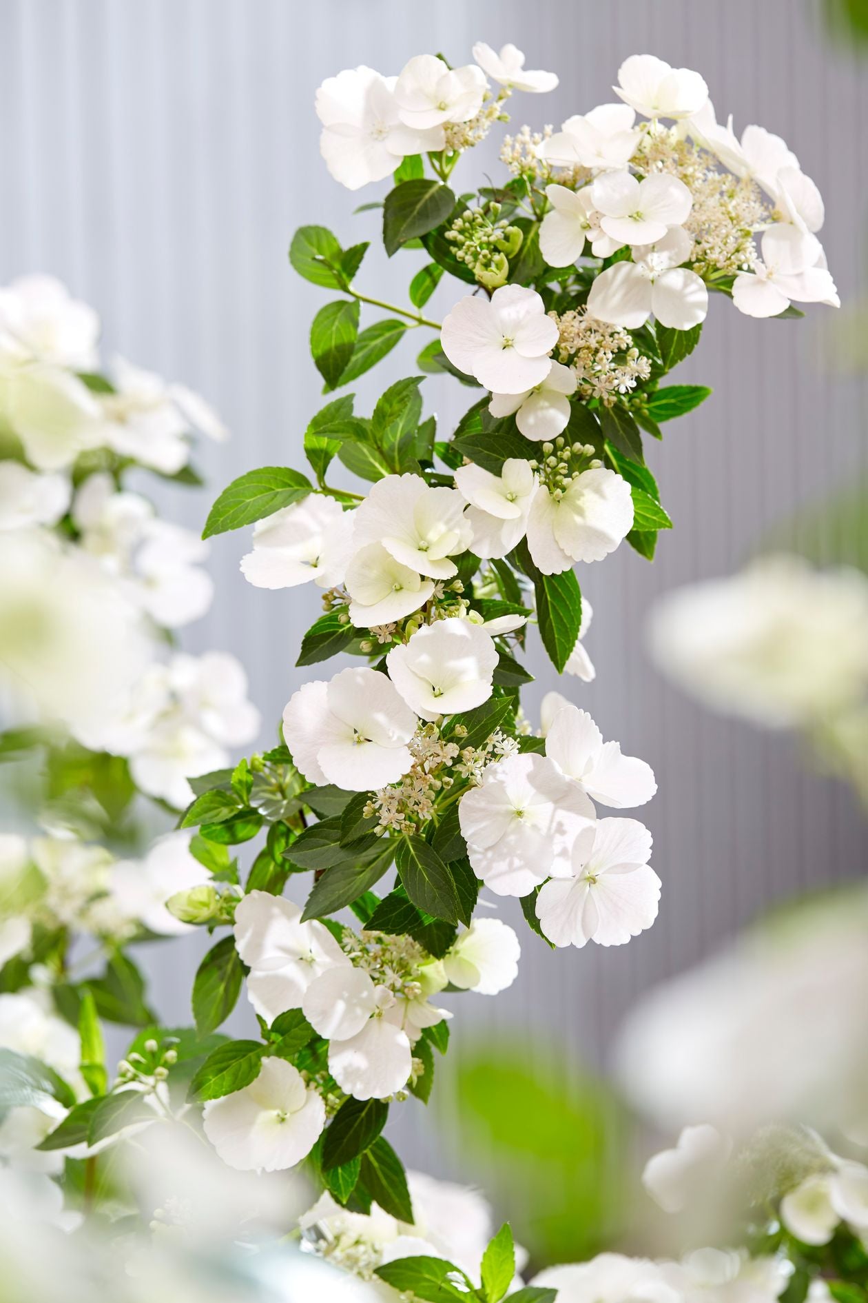 Runaway Bride Hydrangea