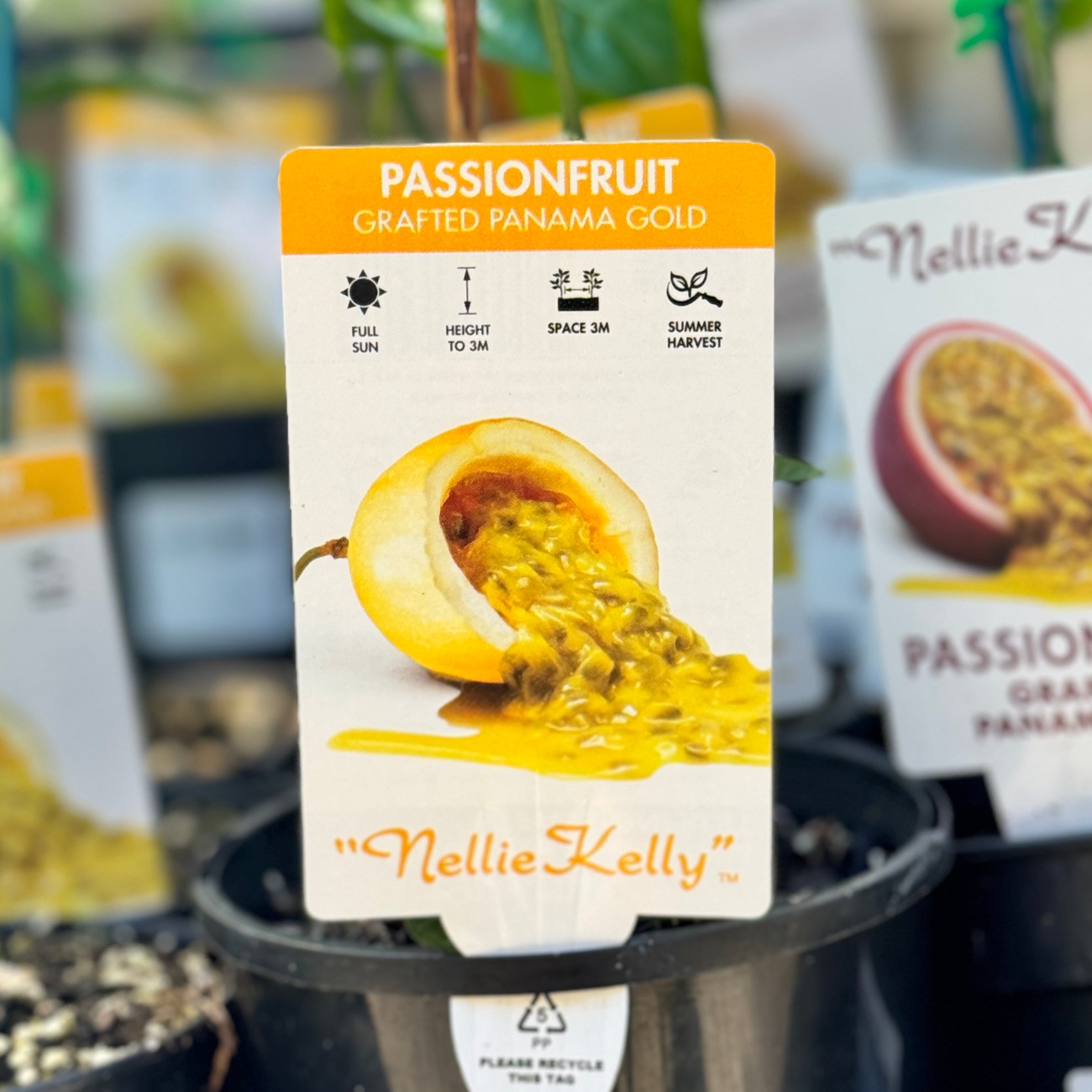 Nellie Kelly Grafted Passionfruit Panama Gold - 12cm Pot