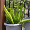 Asparagus Meyerii Foxtail Fern - 40cm Pot