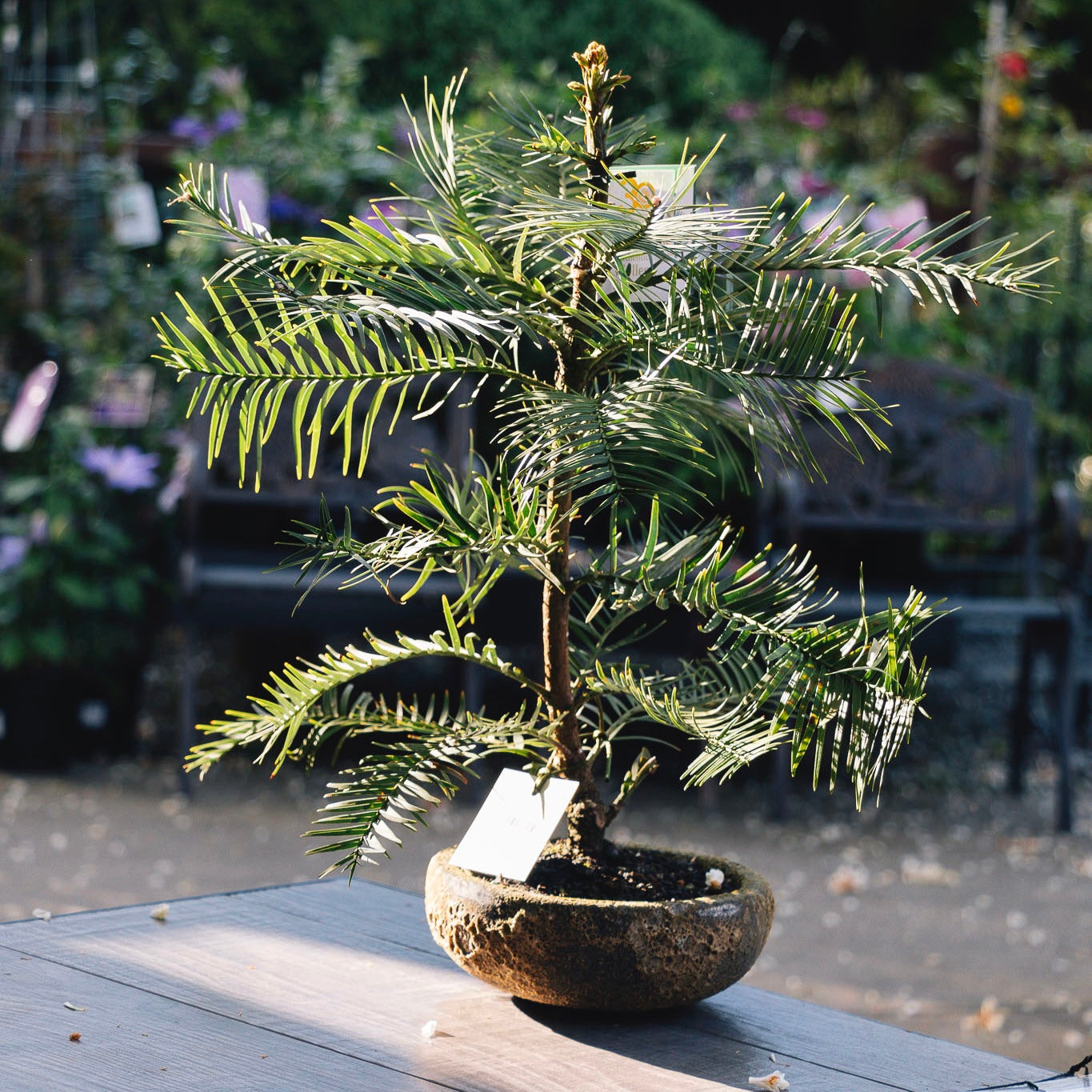 Wollemi Pine Bonsai Small - 18cm Pot