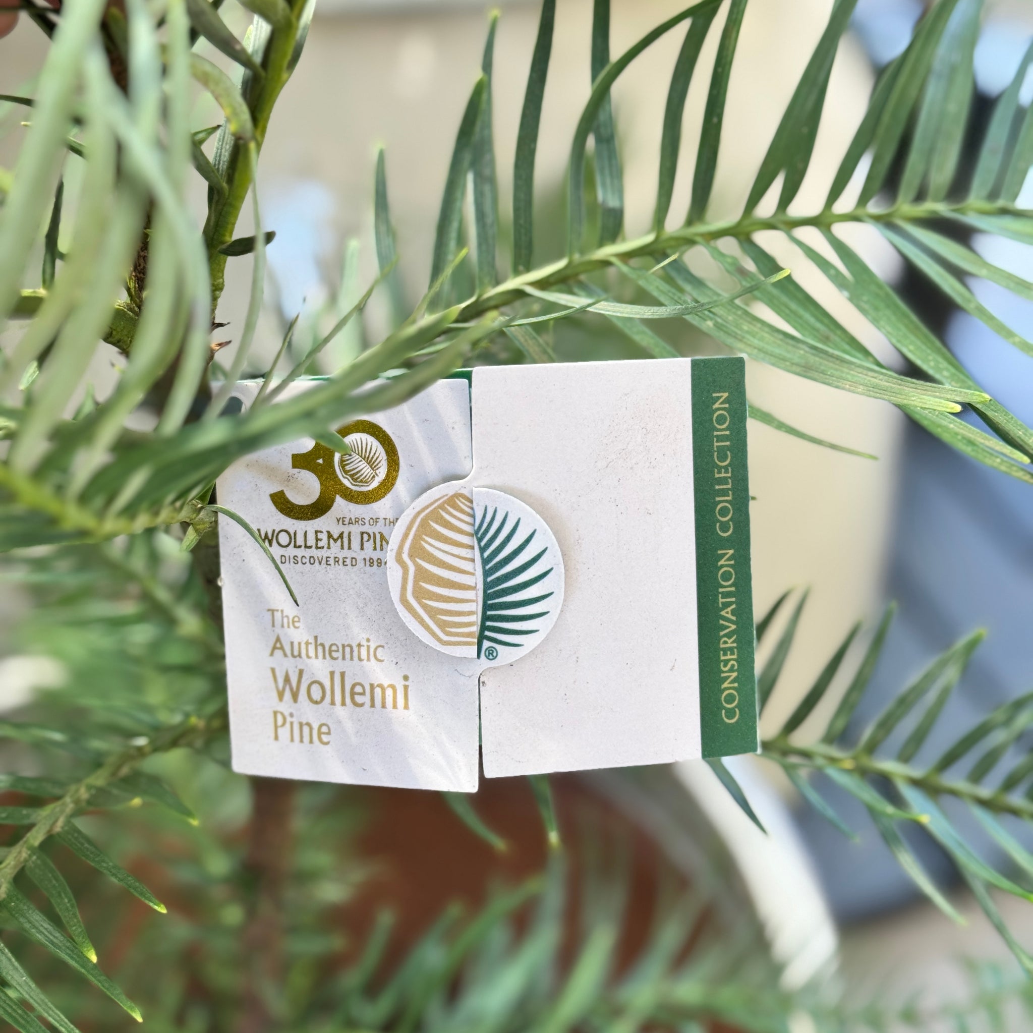 Wollemi Pine - 30cm Pot