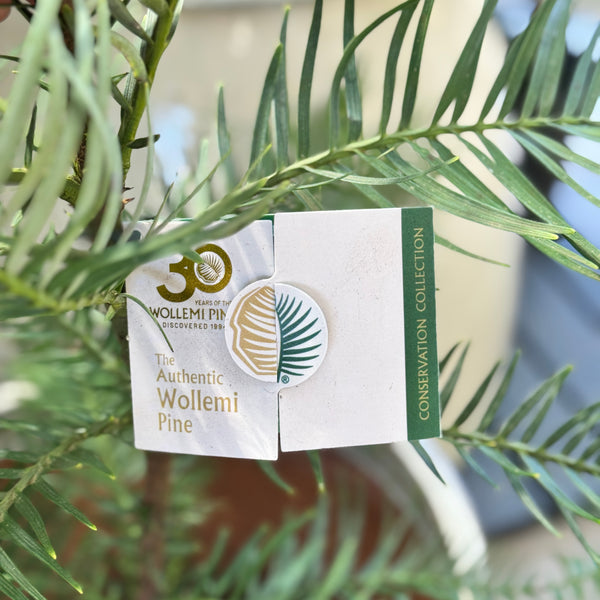 Wollemi Pine - 20cm Pot