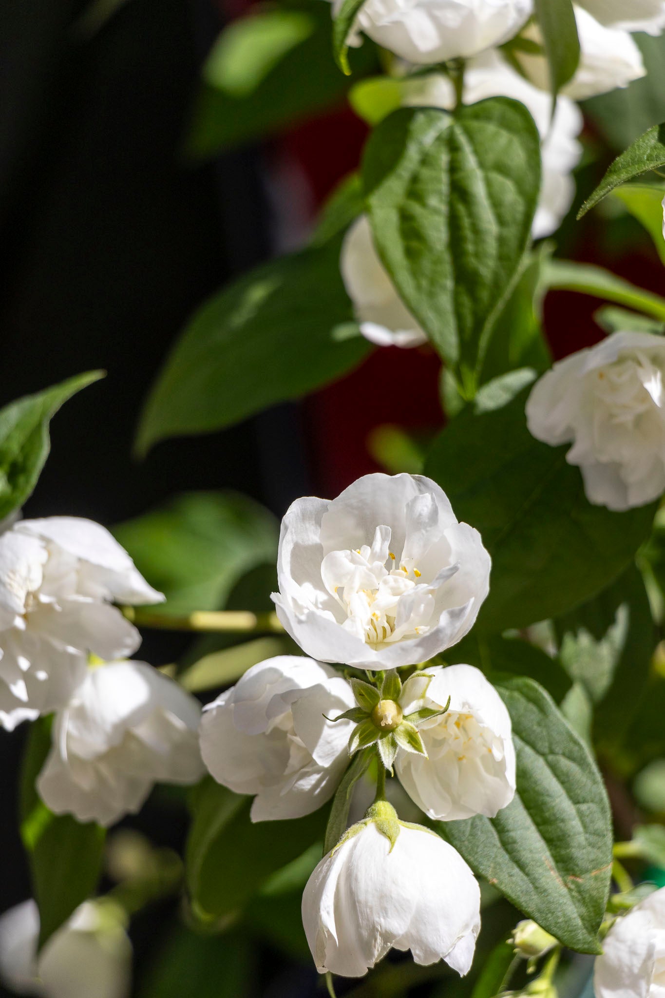 Philadelphus Mock Orange - 20cm Pot