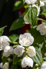 Philadelphus Mock Orange - 20cm Pot