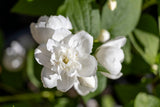Philadelphus Mock Orange - 20cm Pot
