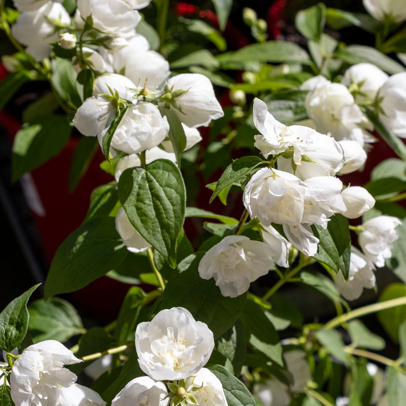 Philadelphus Mock Orange - 20cm Pot