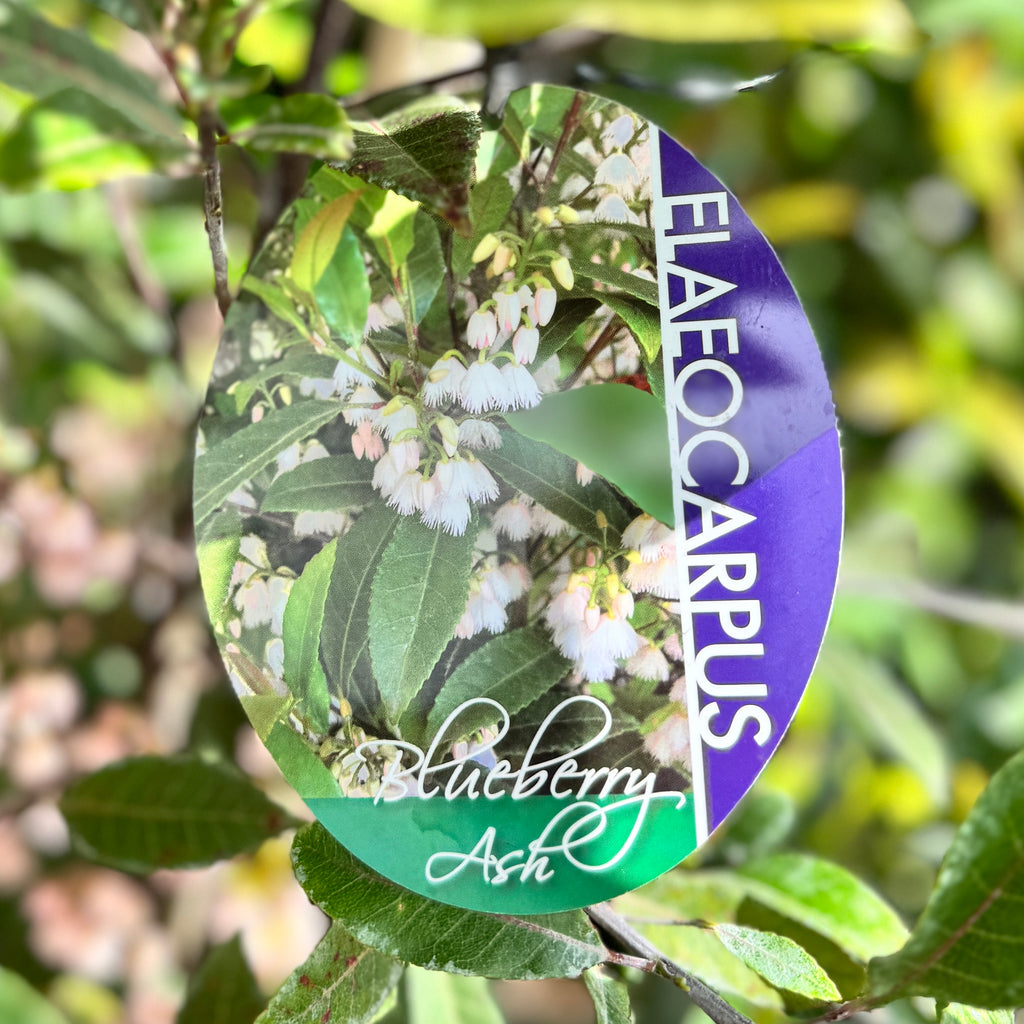 Elaeocarpus Reticulatus Blueberry Ash - 33cm Pot