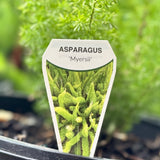 Asparagus Meyerii Foxtail Fern - 20cm Pot