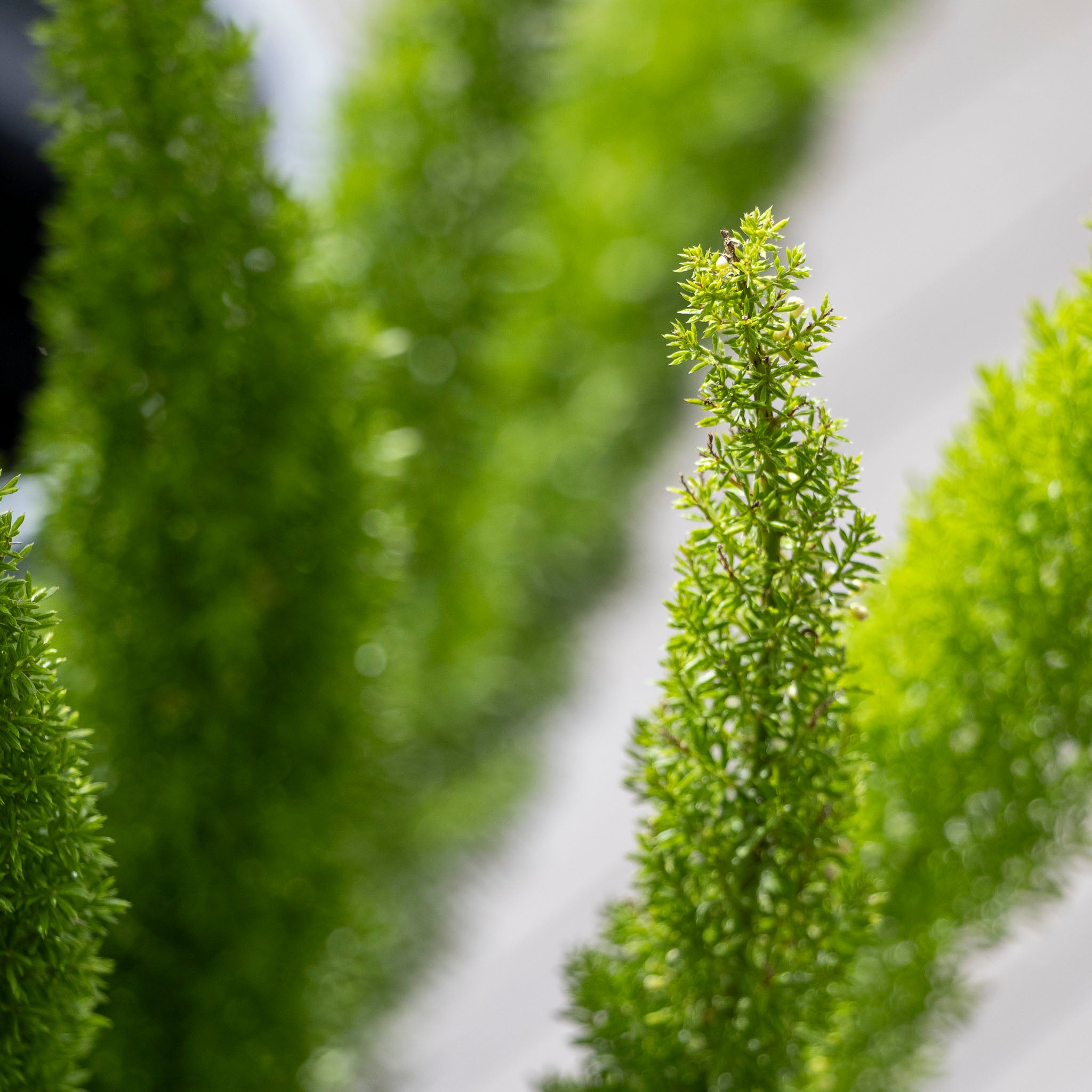 Asparagus Meyerii Foxtail Fern - 20cm Pot