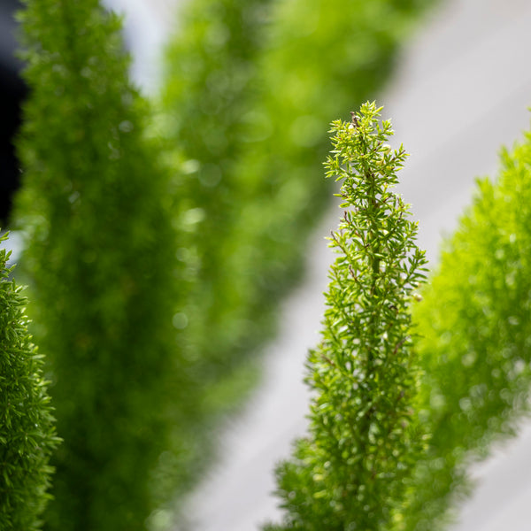Asparagus Meyerii Foxtail Fern - 20cm Pot