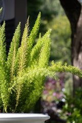 Asparagus Meyerii Foxtail Fern - 20cm Pot