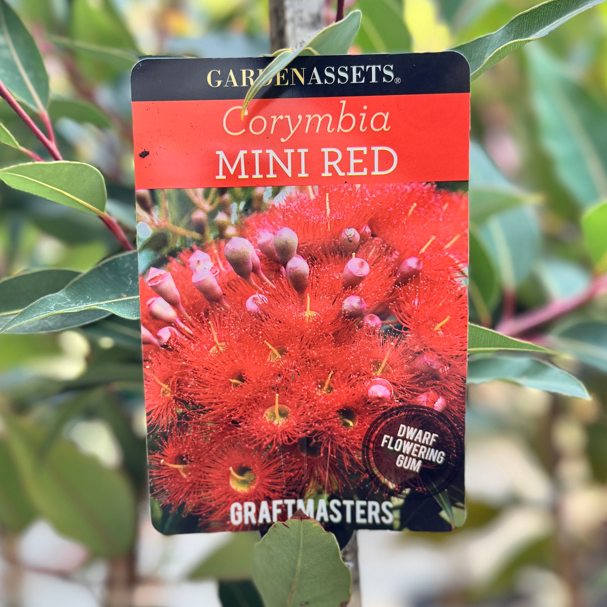 Corymbia Ficifolia Grafted Mini Red flowering gum 20cm pot