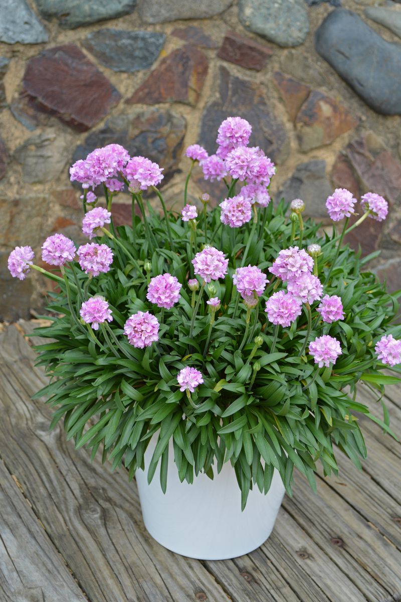 Dreameria Sweet Dreams - 14cm Pot