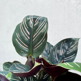 Calathea Ornata Pin Stripe - 20cm Pot