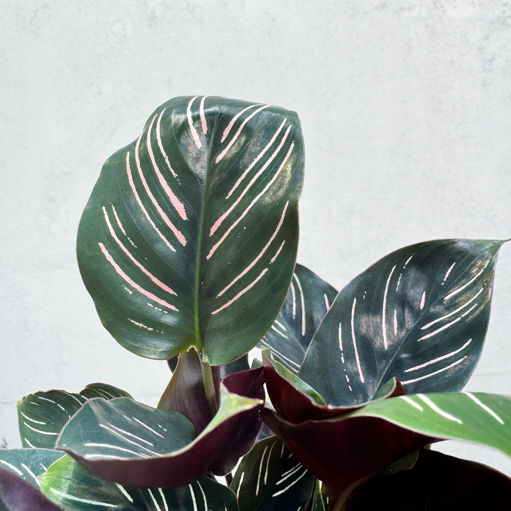 Calathea Ornata Pin Stripe - 20cm Pot