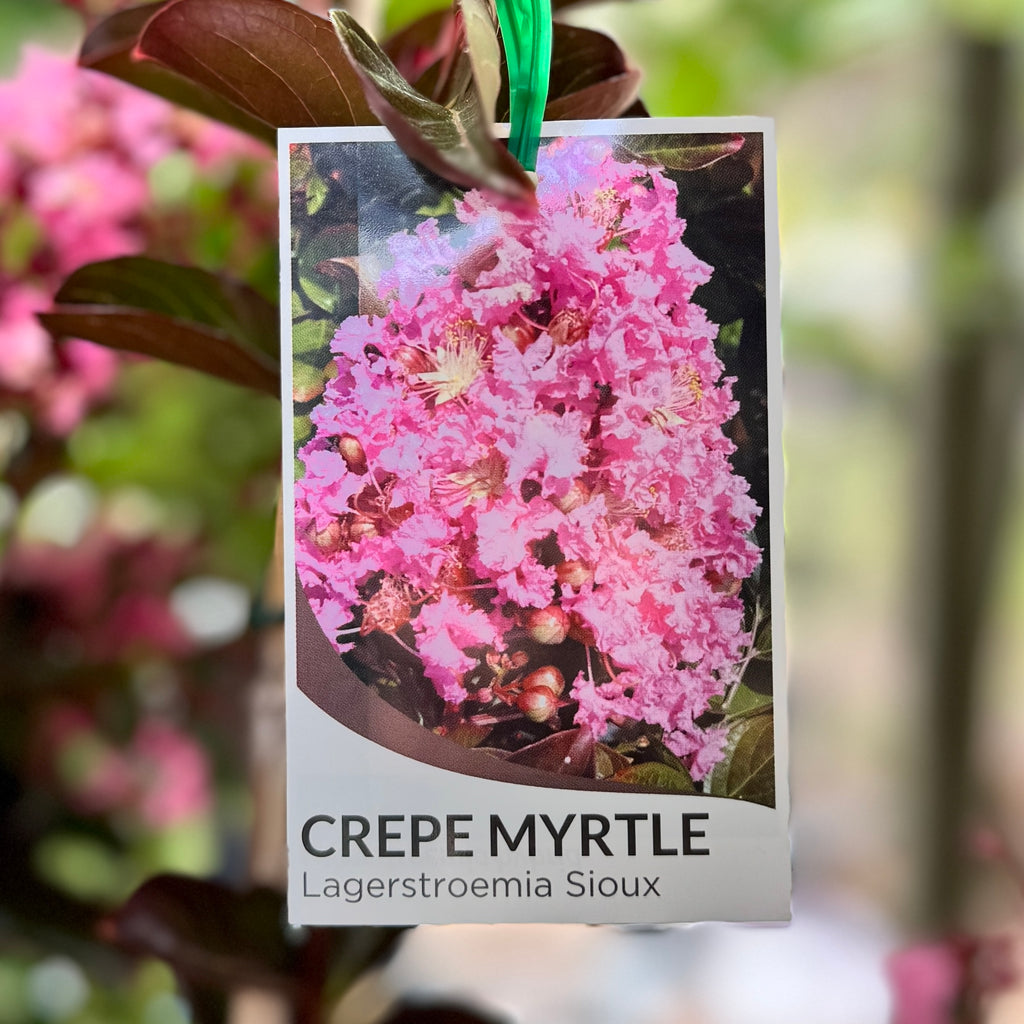 Lagerstroemia Sioux - 20cm Pot