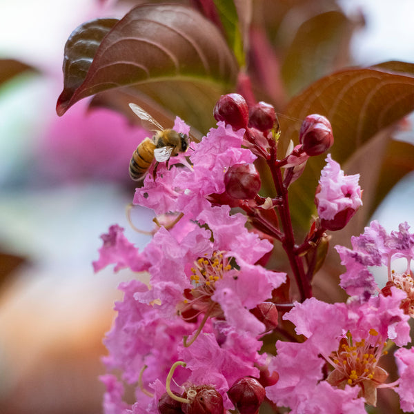 Lagerstroemia Sioux - 20cm Pot