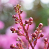 Lagerstroemia Sioux - 20cm Pot