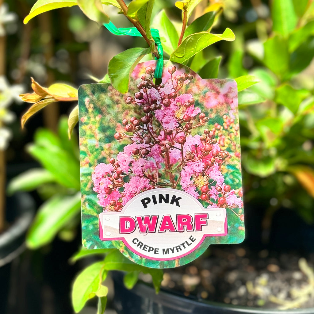 Lagerstroemia Dwarf Pink - 20cm Pot