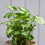 Syngonium Pixie - 13cm Pot