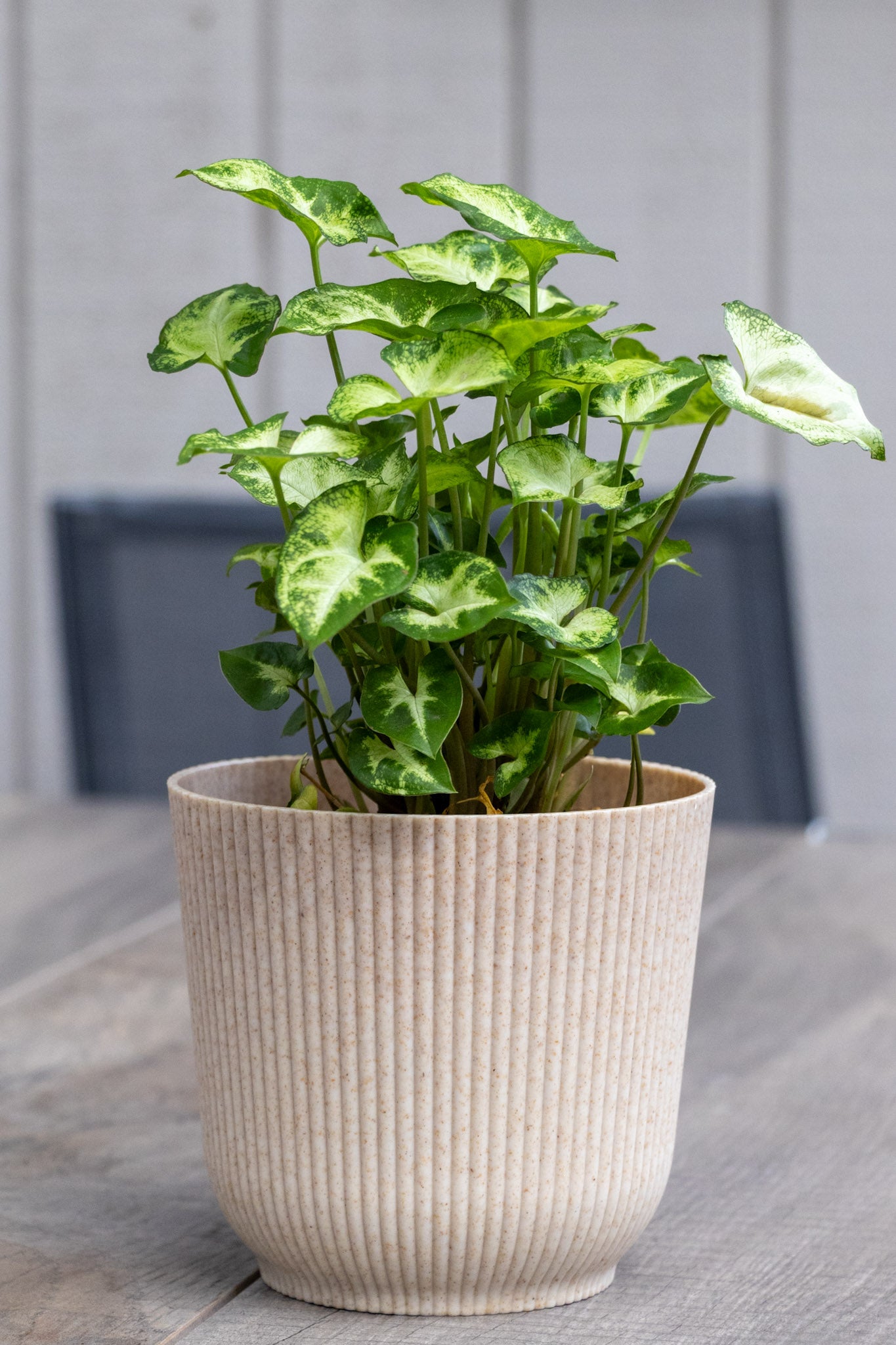 Syngonium Pixie - 13cm Pot