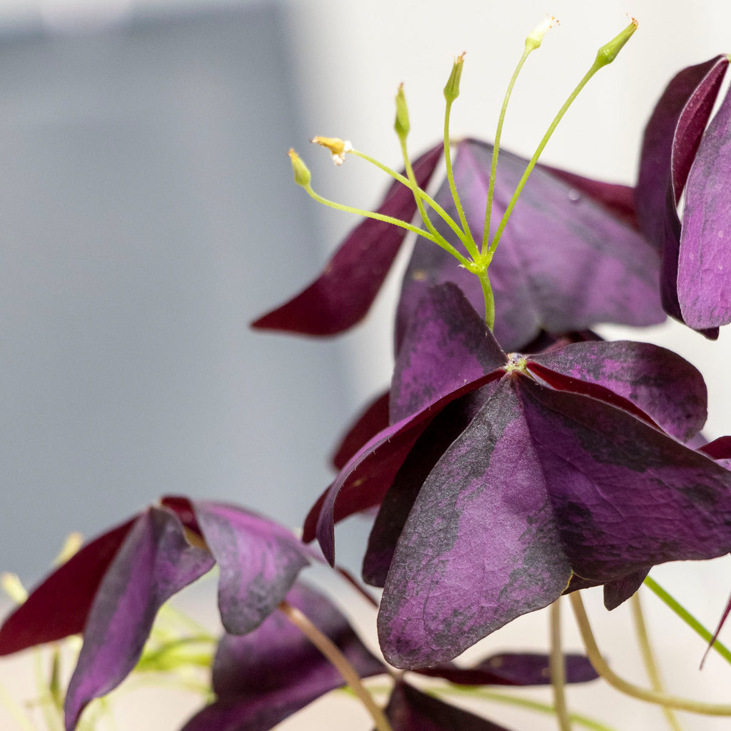 Oxalis Triangularis - 13cm Pot