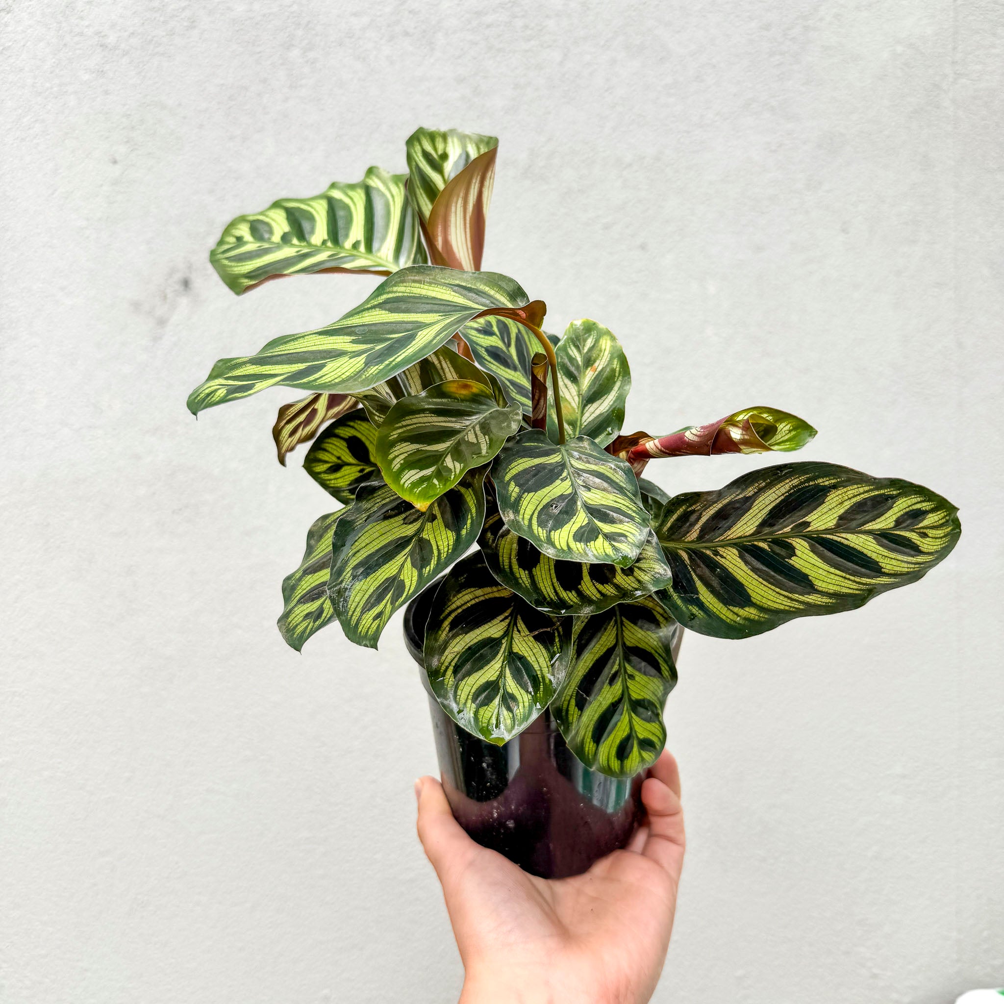 Calathea Peacock Plant - 13cm Pot