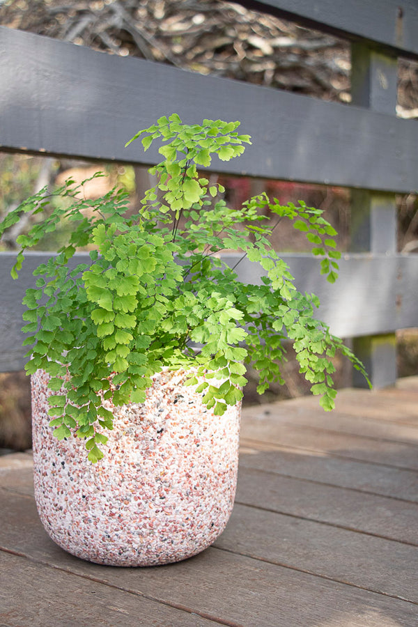 Adiantum Fragrans Maidenhair Fern - 13cm Pot