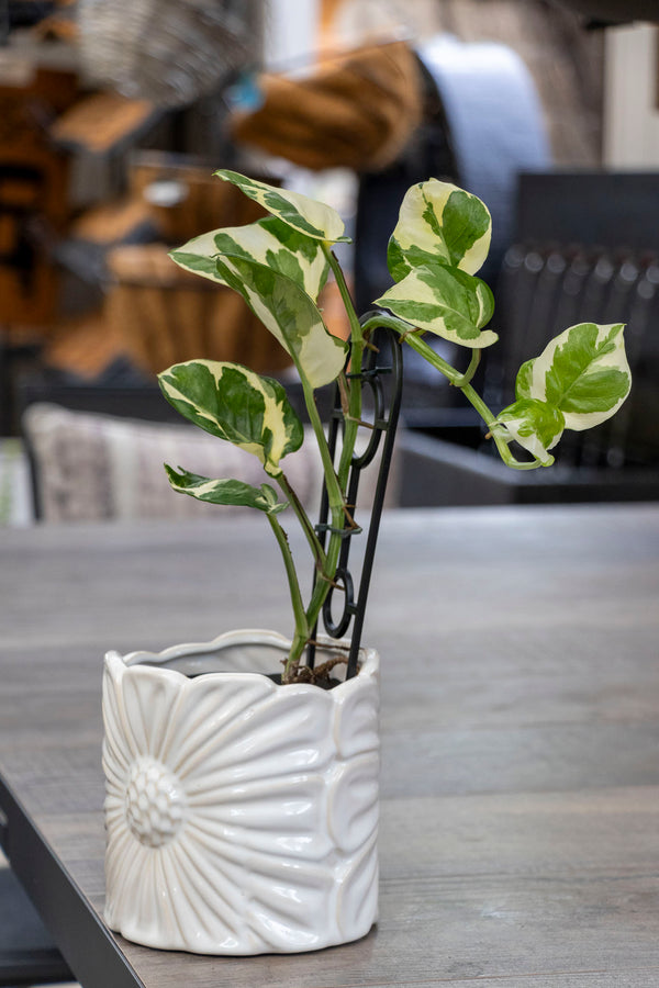 Epipremnum Aureum Snow Queen - 13cm Pot