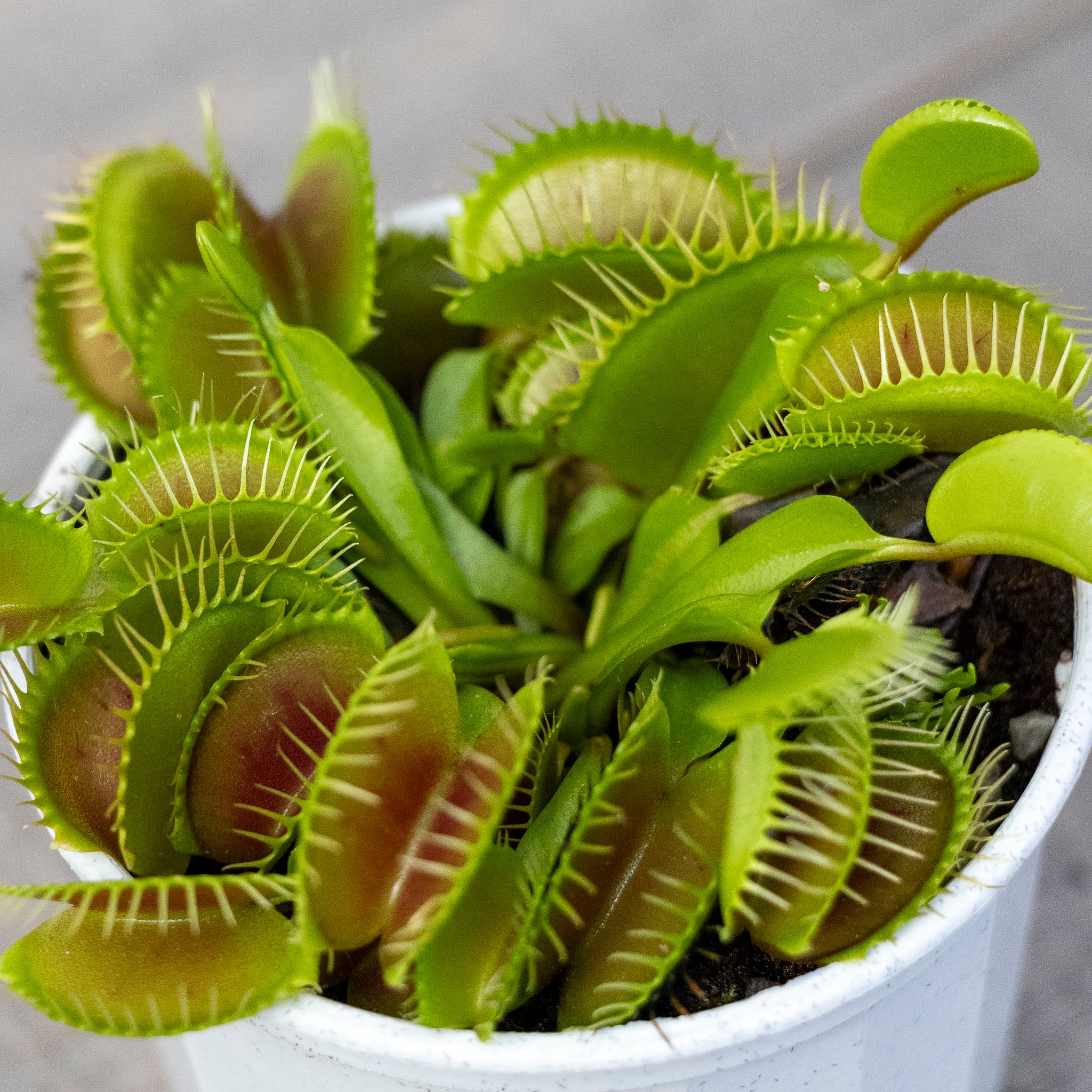 Venus Fly Traps - 7cm Pot