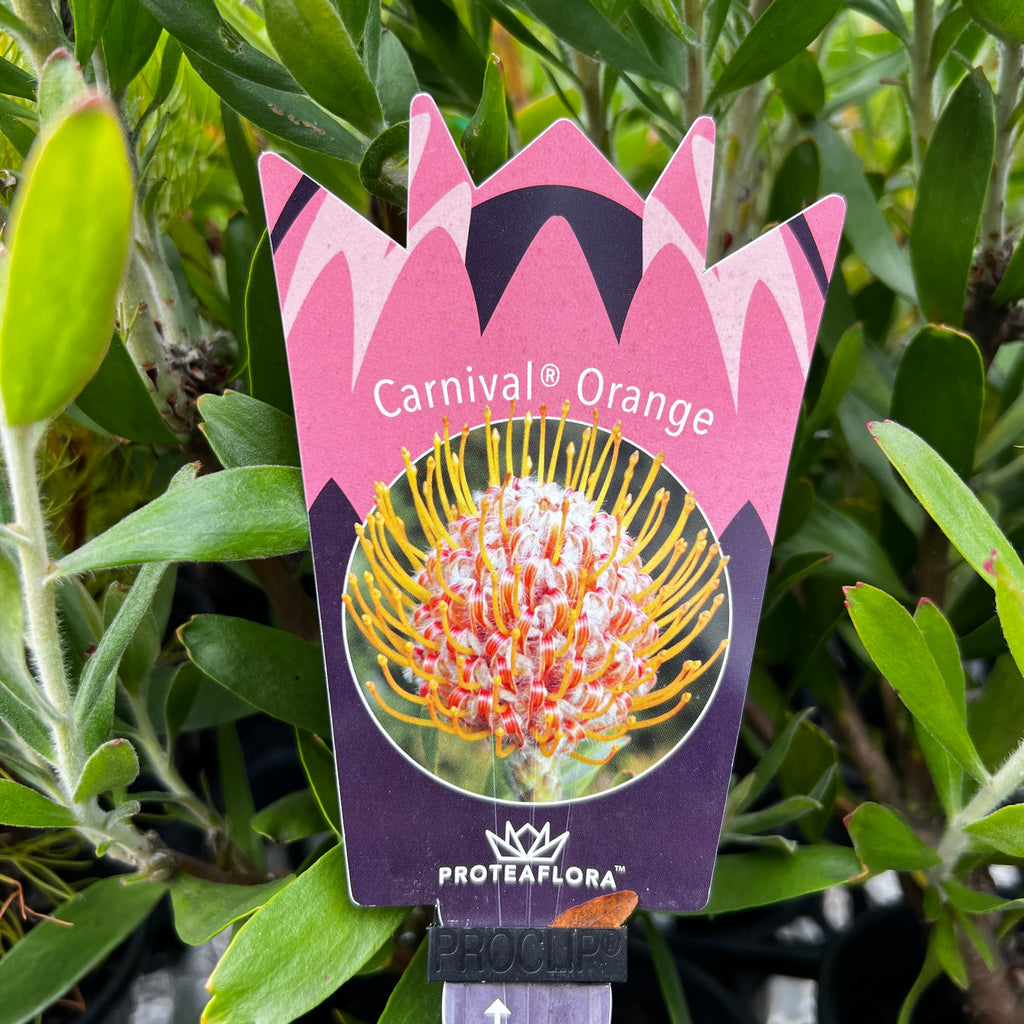 Leucospermum Carnival Orange - 14cm Pot