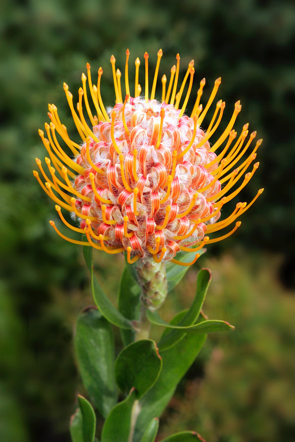 Leucospermum Carnival Orange - 14cm Pot