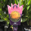 Leucospermum Carnival Yellow - 14cm Pot