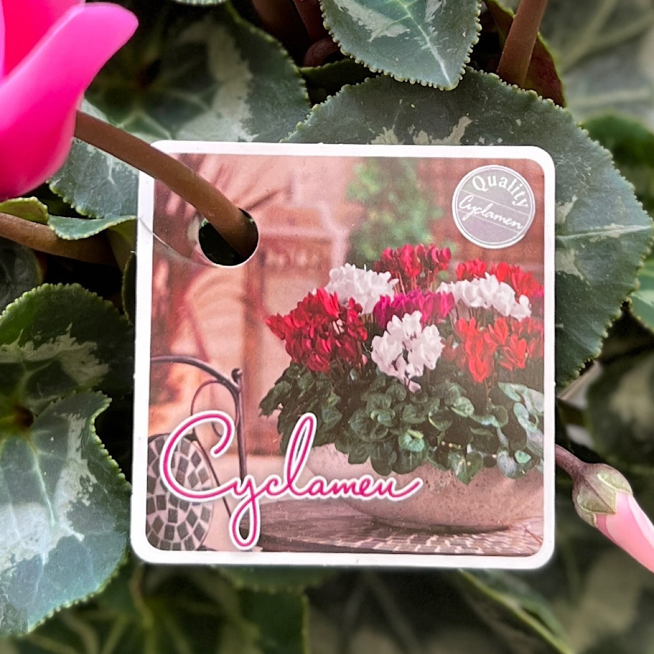 Tim Cyclamen - 14cm Pot